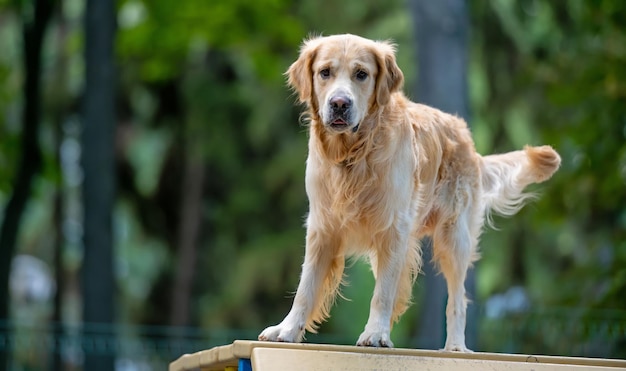 Formation de chien Golden retriever dans le parc à l'extérieur