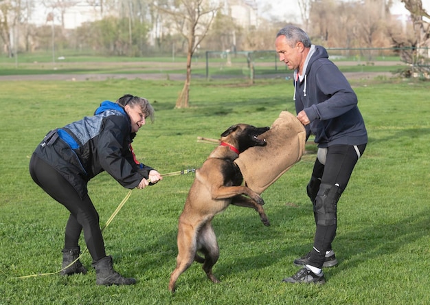 formation du berger belge