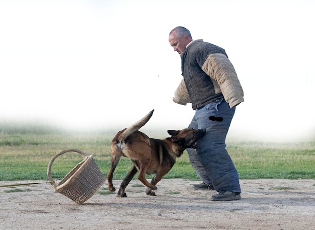 formation du berger belge