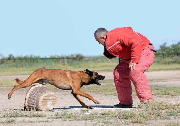formation du berger belge