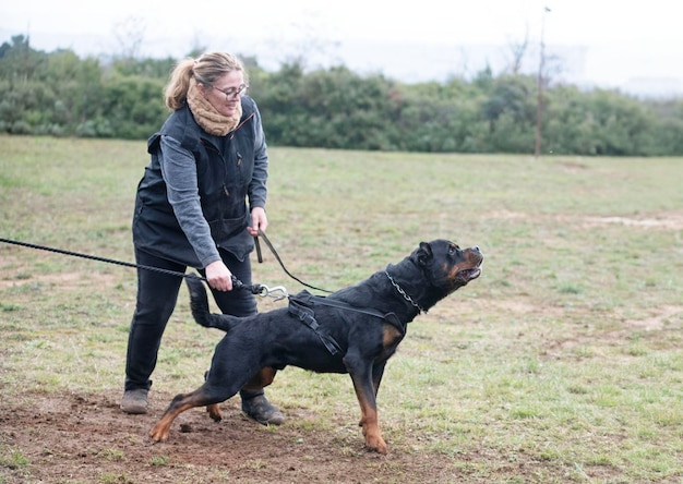 la formation du rottweiler