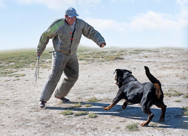 la formation du rottweiler