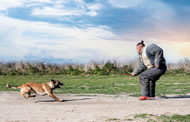 Formation de jeune berger belge dans la nature pour la sécurité