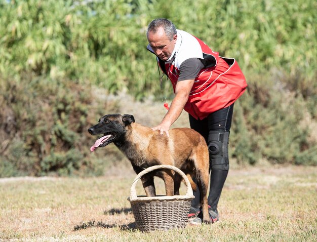 Formation de jeune berger belge dans la nature pour la sécurité