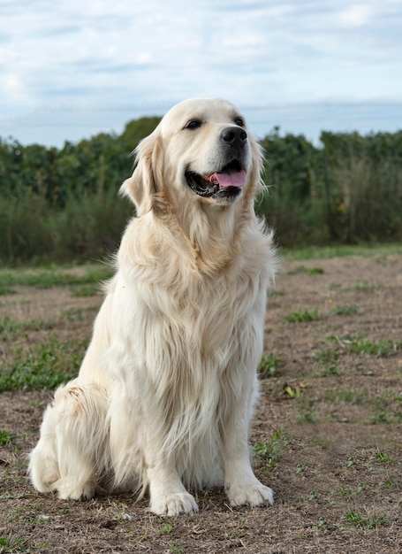 Formation d'obéissance pour chien