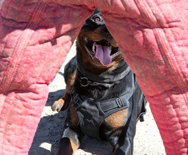 Formation De Rottweiler