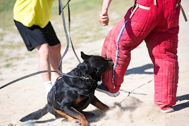 Formation de rottweiler