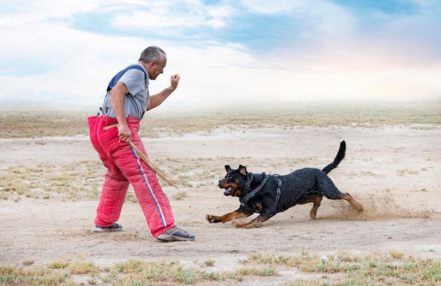 Formation de rottweiler