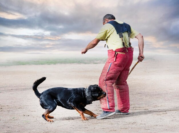 Formation de rottweiler