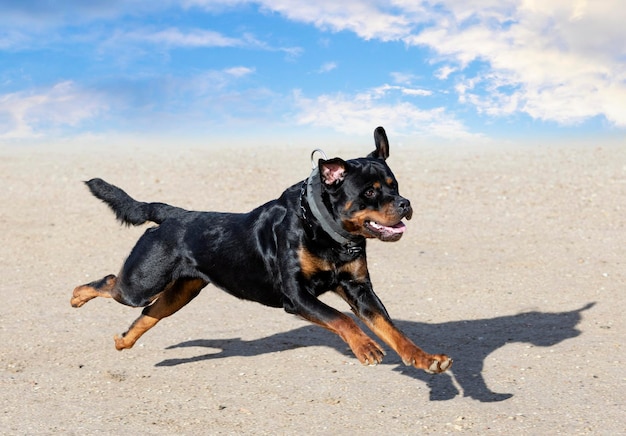 Formation de rottweiler