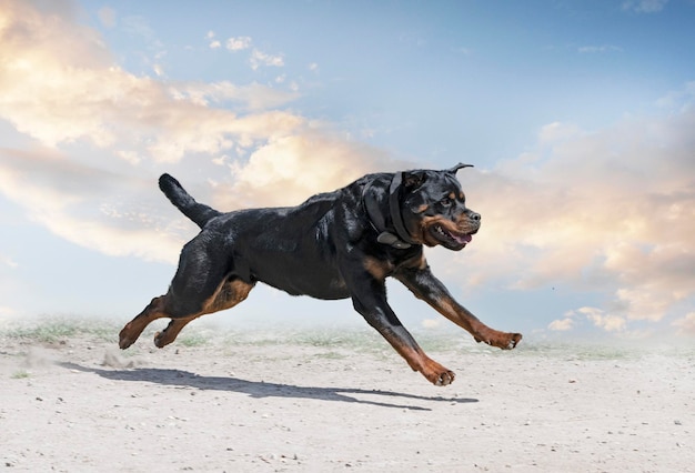 Formation de rottweiler