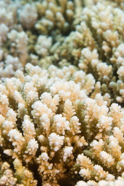 Formations coralliennes en bonne santé
