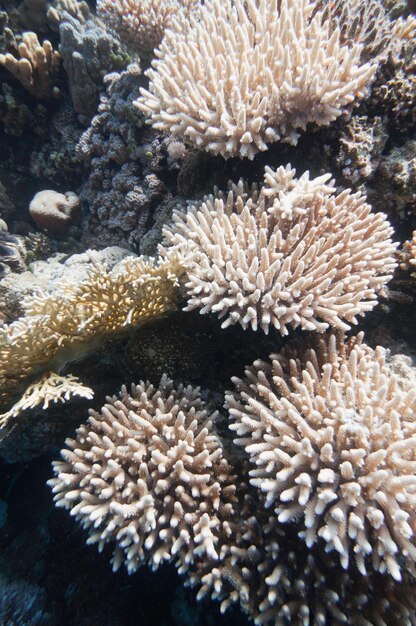 Formations de coraux à doigts