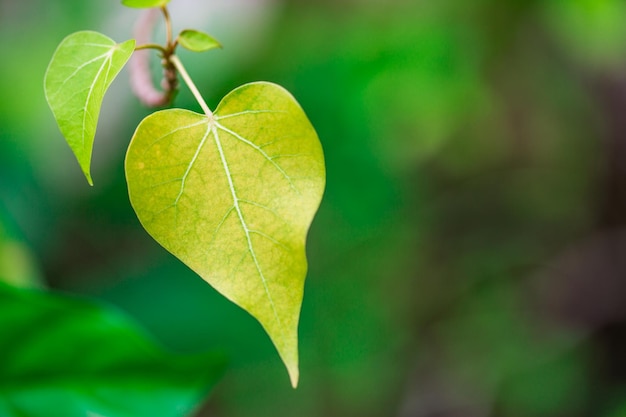 Forme d'arbre romantique avec des feuilles en forme de coeur, forme de coeur de feuille verte. Concept d'amour, Saint Valentin