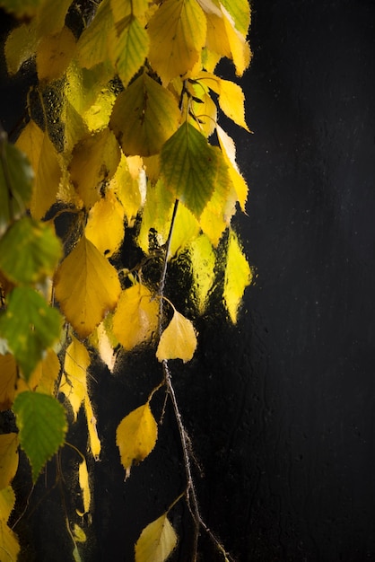 Forme d'automne Branches de bouleau jaunies à travers une fenêtre pluvieuse humide Branche avec les feuilles jaunes d'un bouleau