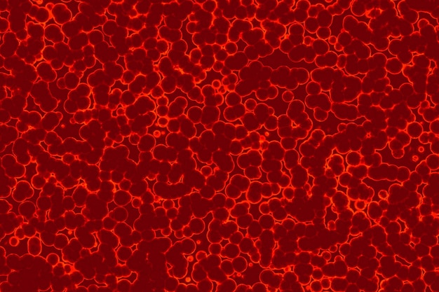 Forme des cellules bactériennes cocci bacilles spirilla bactéries