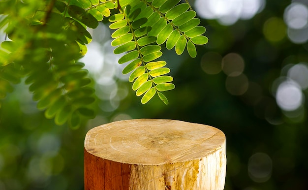 Forme de cylindre rond en bois découpé à la scie pour l'affichage du produit avec des feuilles de tamarin de rivière Leucaena leucocephala