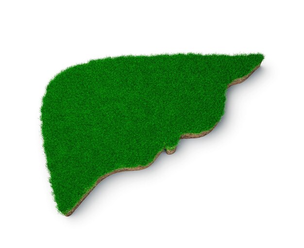 Forme de foie faite d'herbe verte et de section transversale de texture de sol rocheux avec illustration 3d