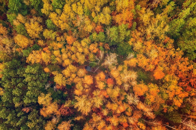 Forme de forêt d'automne colorée ci-dessus, capturée avec un drone. Fond de paysage saisonnier naturel.