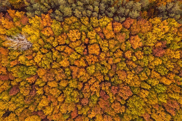 Forme de forêt d'automne colorée ci-dessus, capturée avec un drone. Fond de paysage saisonnier naturel.