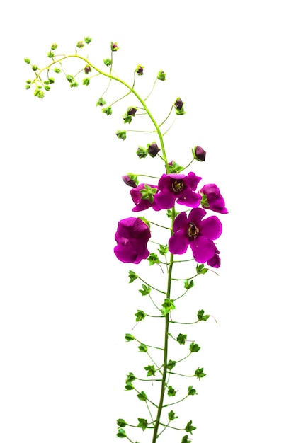 Forme incurvée d'herbe sauvage isolée sur fond blanc. Beau bouquet de fleurs sauvages. Herbe inhabituelle