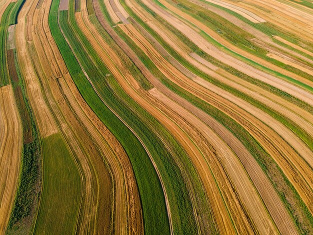 Formes géométriques des rangées dans la campagne et les terres agricoles Campagne polonaise en été