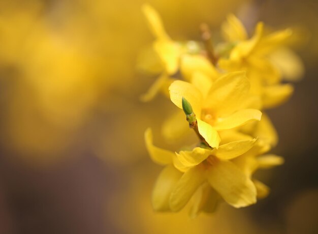 Forsythia connu sous le nom de fleur de printemps dans la nature