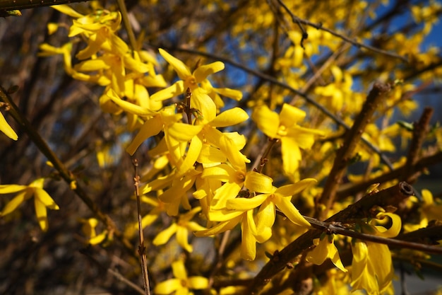 Le forsythia est un genre d'arbustes et de petits arbres de la famille des oliviers Nombreuses fleurs jaunes sur les branches et les pousses Classe des dicotylédones Ordre des lamiacées Famille des oliviers Genre Forsythia