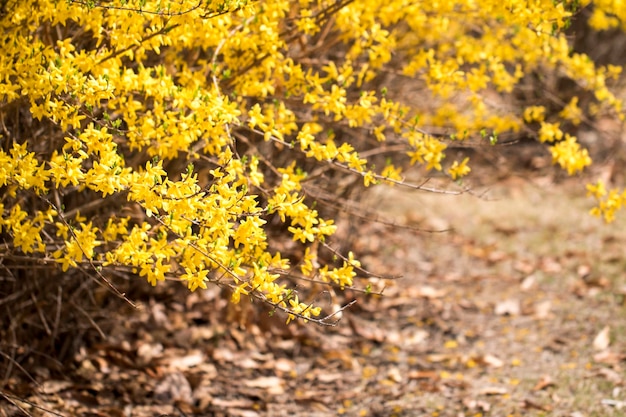 Le forsythia fleurit de minuscules fleurs dorées au printemps