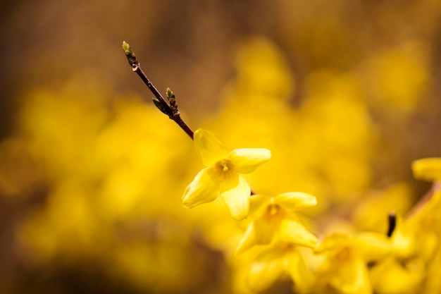 Le forsythia fleurit de minuscules fleurs dorées au printemps