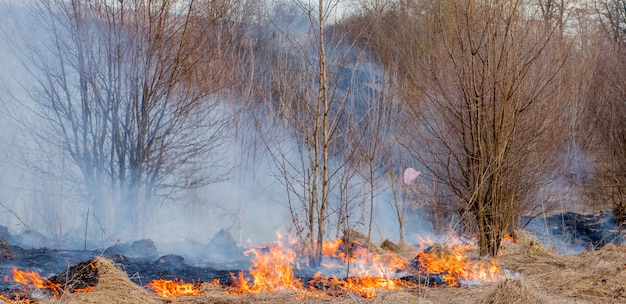 Un fort feu se propage par rafales de vent à travers l'herbe sèche, fumant de l'herbe sèche, concept de feu et brûlage de la forêt