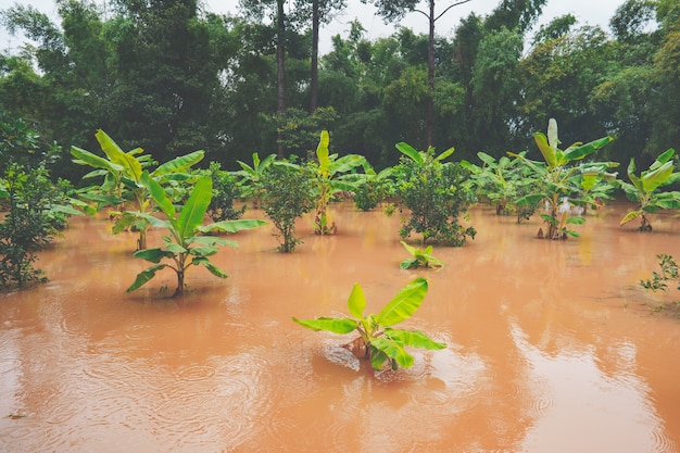 Forte inondation dans le jardin de la campagne ou de la campagne