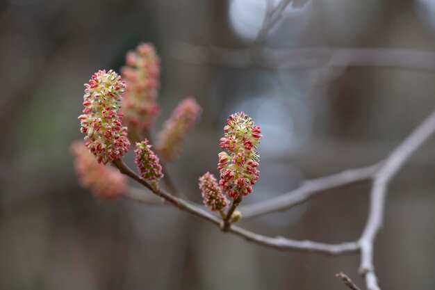 Fortunearia sinensis un bourgeon ou une fleur moelleuse jaune-rouge sur une branche sur un fond flou au printemps