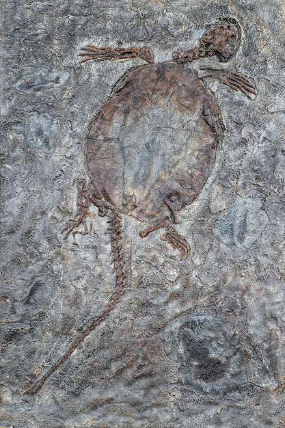 Fossile ancien Fossile d'une tortue préhistorique