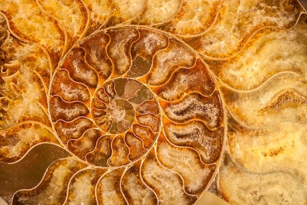 Fossile de coquille de nautile