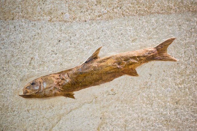 Fossile de poisson avec peau