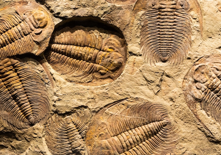 Photo fossile de trilobite acadoparadoxides briareus ancien arthropode fossilisé sur la roche