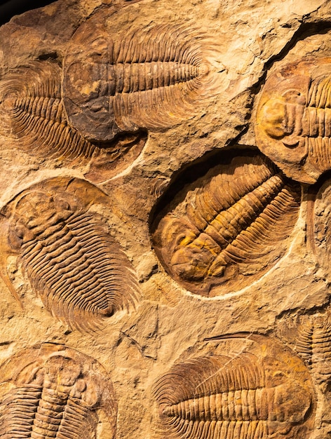 Photo fossile de trilobite acadoparadoxides briareus arthropode fossilisé ancien sur fond de paléontologie rocheuse