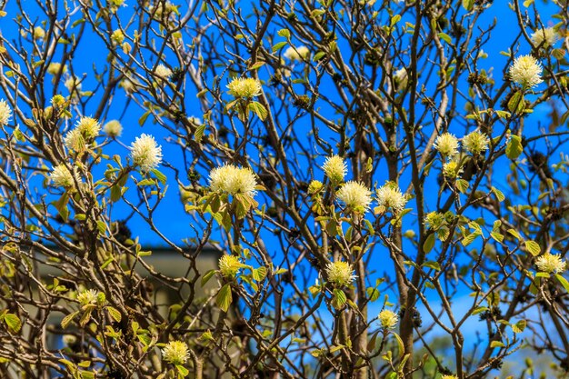 Fothergilla latifolia en fleurs est une espèce de fothergilla à grande taille.