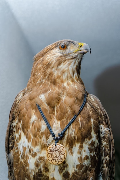 Fotografia de una halcon dentro de una casa.