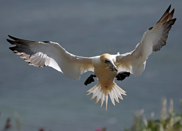 Fou de Bassan au-dessus des falaises de Bempton Cliffs au Royaume-Uni