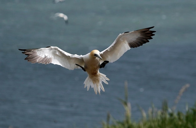 Fou de Bassan au-dessus des falaises de Bempton Cliffs au Royaume-Uni