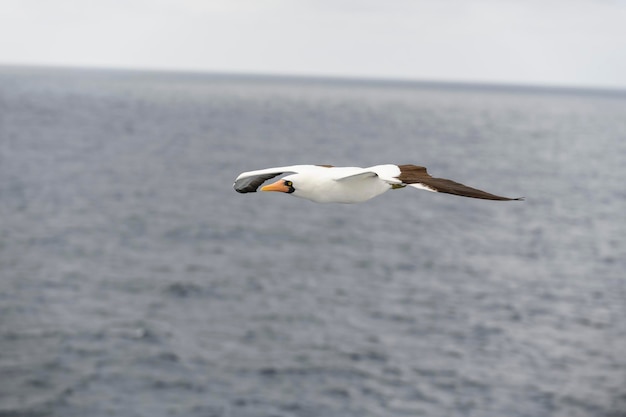 Fou de Bassan volant grand oiseau de mer au plumage principalement blanc