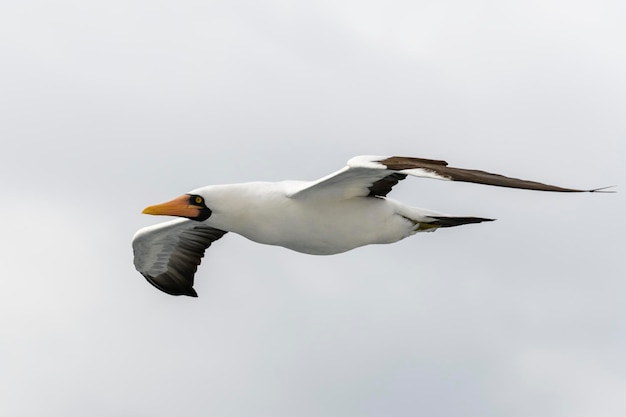 Fou de Bassan volant grand oiseau de mer au plumage principalement blanc