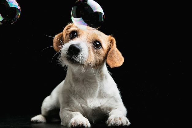 Fou heureux. Jack Russell Terrier petit chien. Chien ou animal de compagnie ludique mignon jouant sur fond noir avec des bulles de savon. Concept de mouvement, d'action, de mouvement, d'amour des animaux de compagnie. Il a l'air heureux, ravi, drôle.