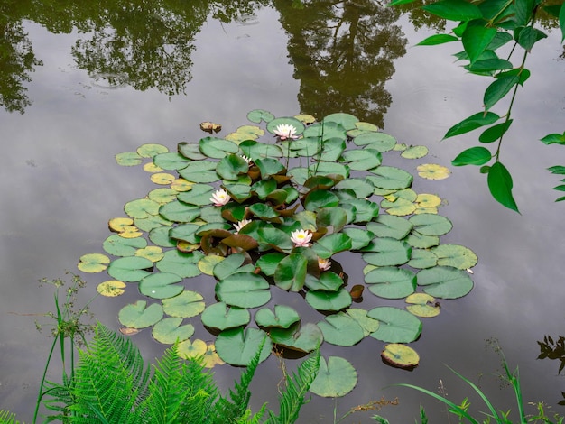 Fougère et beau nénuphar rose ou fleur de lotus sur un étang