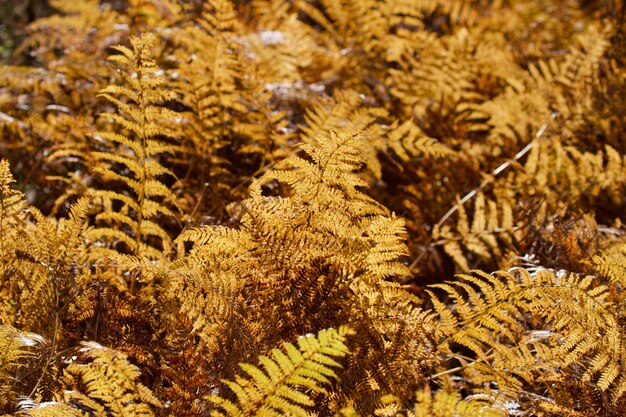 Photo la fougère de bracken devient dorée au soleil d'hiver