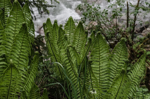 Fougère dans la nature