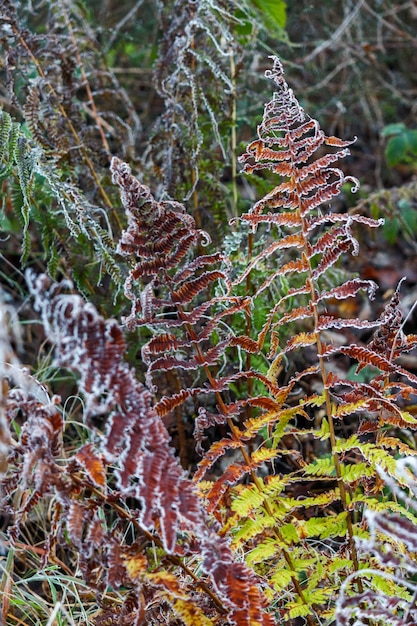 Fougère en décomposition colorée recouverte de givre un jour d'hiver