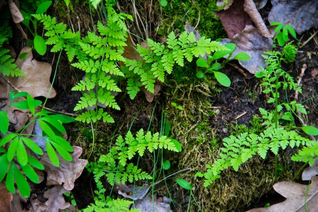 Fougère en forêt